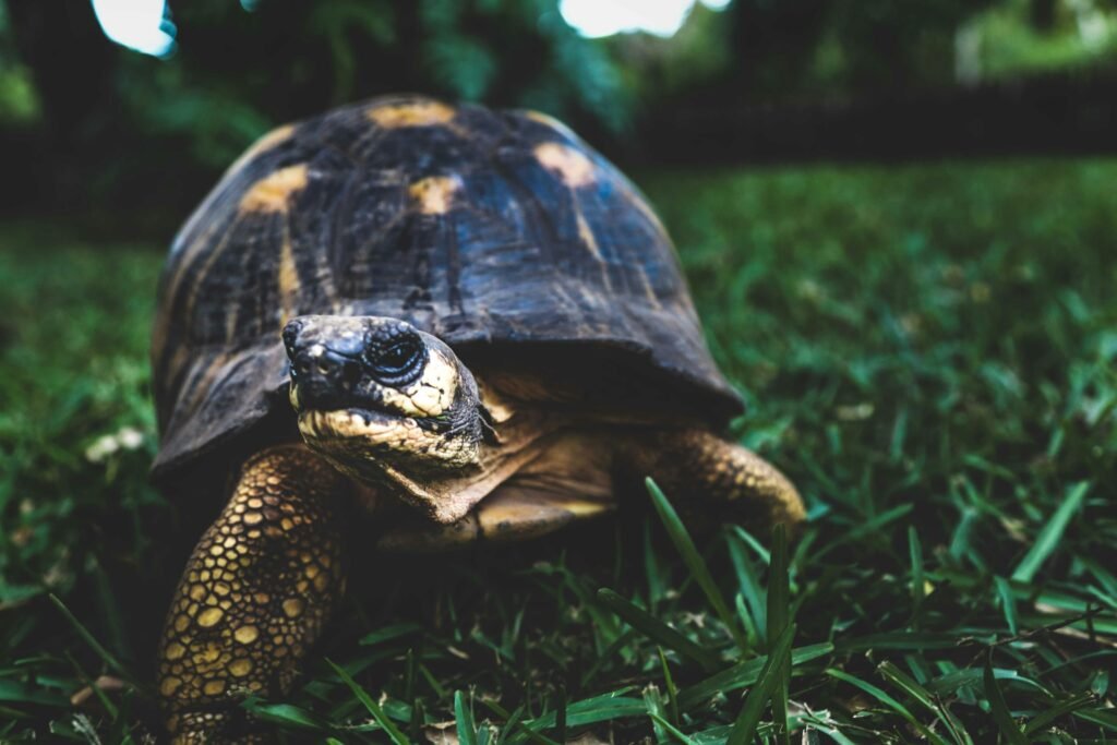 Radiated tortoise on a grass field in Madagascar, showcasing unique shell patterns.