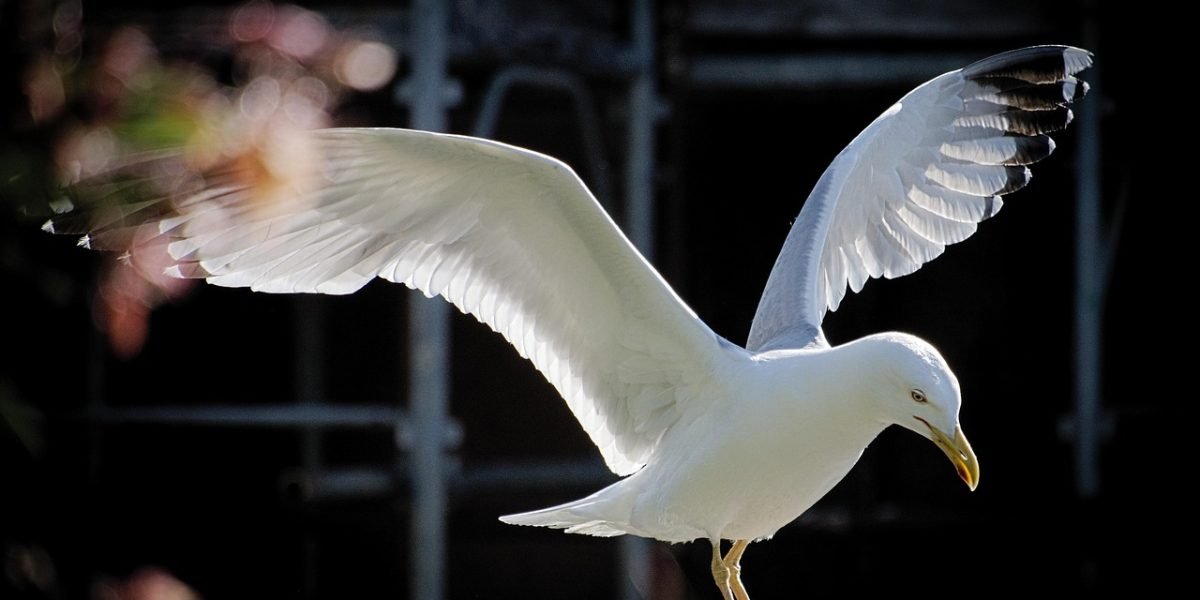 seagull, flight, ali, freely, freedom, bird, animal, nature, sea, ala, sky, fly